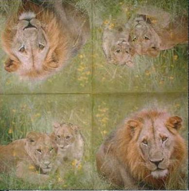 Afrika Löwe Löwenfamilie