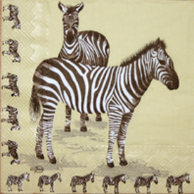 Afrika  Zebra