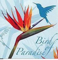 Bird of Paradise blau Strelitzie