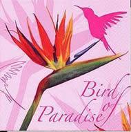 Bird of paradise pink Strelitzie