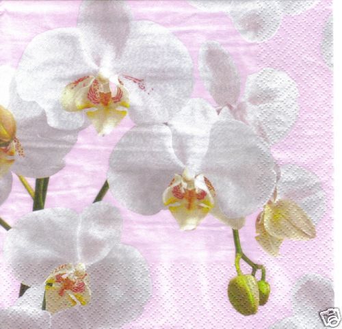 Orchid Ochidee