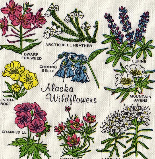 Alaska Wildflowers