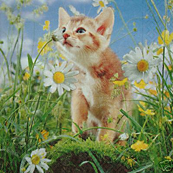 Katze in den Blumen