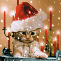 Katze mit Mütze Weihnachten