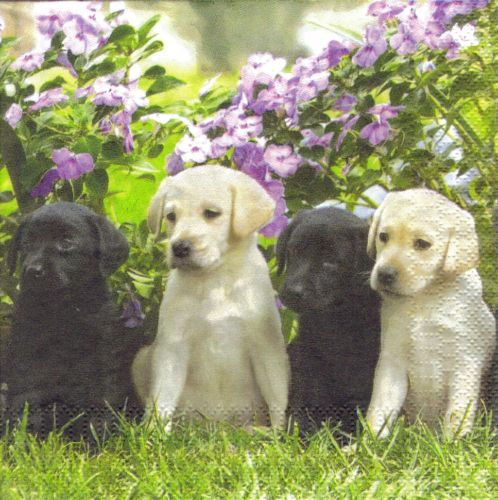 Hunde - Puppys in den Blumen