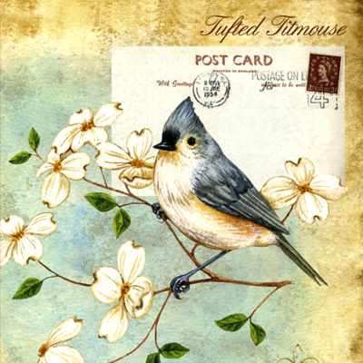 Vogel Bird  Aero Postale