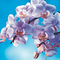 Orchid Orchidee blue white