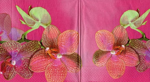 Orchid Orchidee  pink