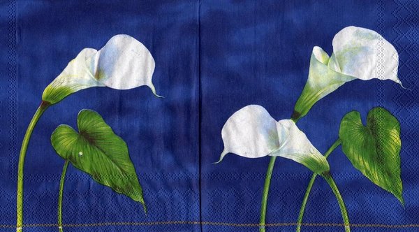 Arum Lily blue  Calla