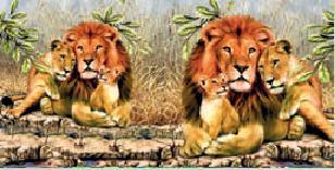 Löwen Löwenfamilie