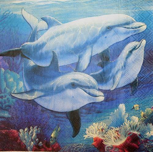 Delphine Dolphins