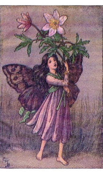 The Windgflower Fairy