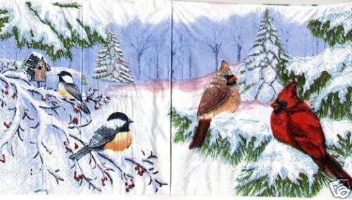 Wintervögel Vögel im Winter
