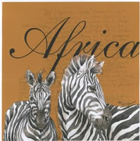 Africa Safraan Zebra