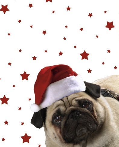 Merry Christmas Sir Henry Mops Hund
