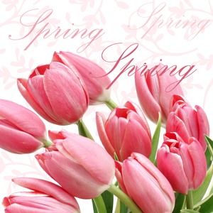 Spring - Tulpe - Tulips
