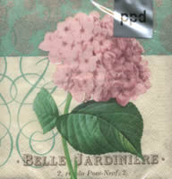 Belle Hydrangea