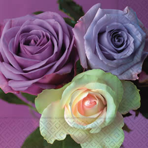 Rose tricolore