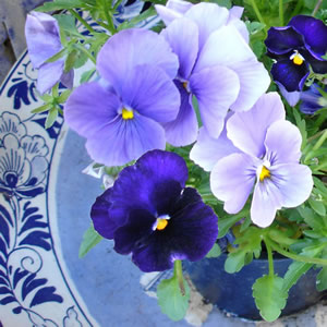 Blauer Violetts