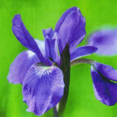 Iris green