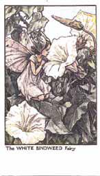 The White Bindweed Fairy