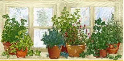 Window Herbs - Kräuter am Fenster
