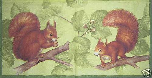 Eichhörnchen - Squirrel green