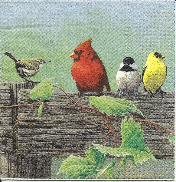 Vögel Auf Zaun - Holz