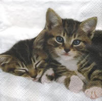 2 Kitties - 2 Katzen