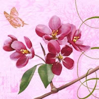 Le Temps a Voler - Schmetterling an Blüte - Orchidee