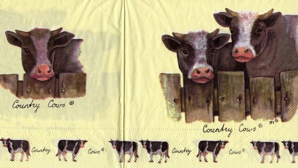 Country Cows - Kühe - Molca