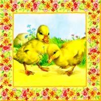 Ducklings  - Enten