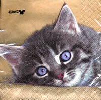 Dösende KAtze - Katze blaue Augen
