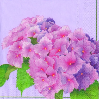 Hortensie - La Belle light lilac