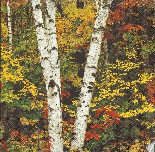 Herbstwald - Im Unterholz
