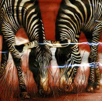 Zebras - Friends