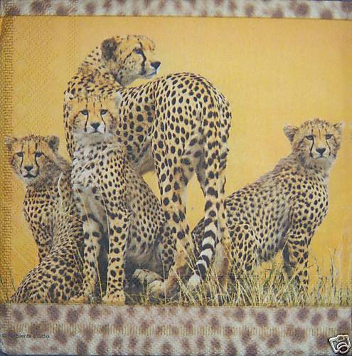 Cheetah-Familie