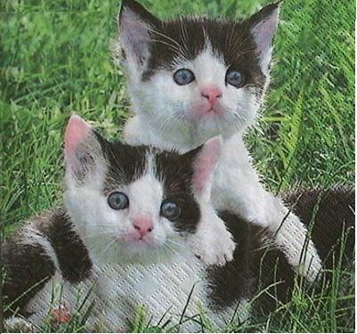 Zwei Katzen schwarz-weiß