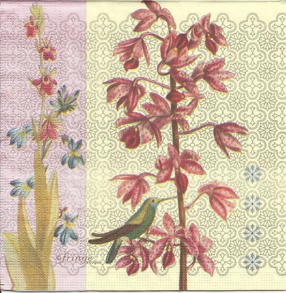 Orquidea - Kolibrie an Orchidee