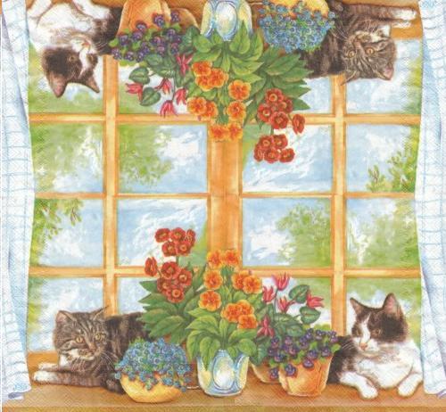 Katzen auf der Fensterbank - Cats at home