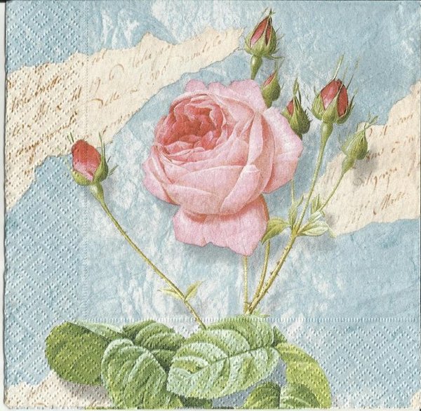 Renaissance  Rose