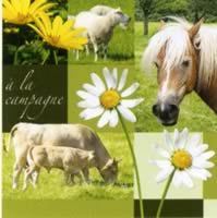 Pferd - Kuh Schaf - A la campagne