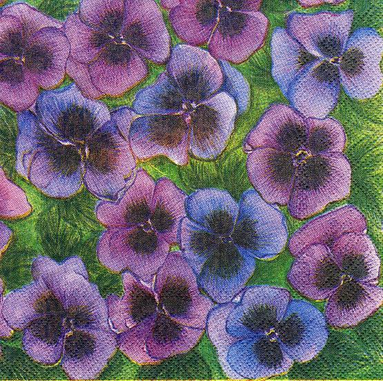 Stiefchen  - Veilchen    lila