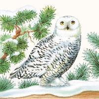 Snowy Owl  Eule im Schnee