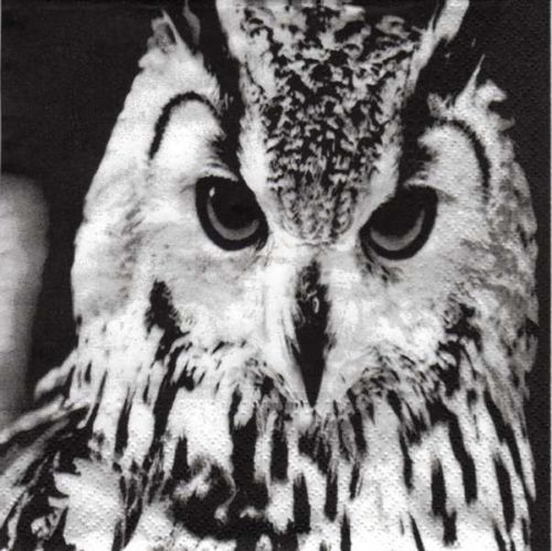 Owl black-white  , Eule