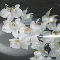 Orchidea Bianca black