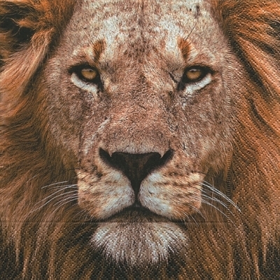 Portrait of Lion