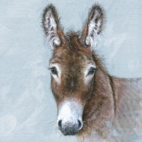 Young Donkey   Esel