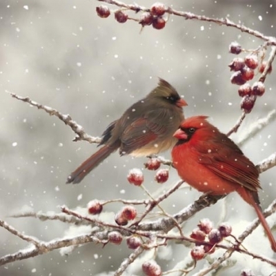 Winter -birds