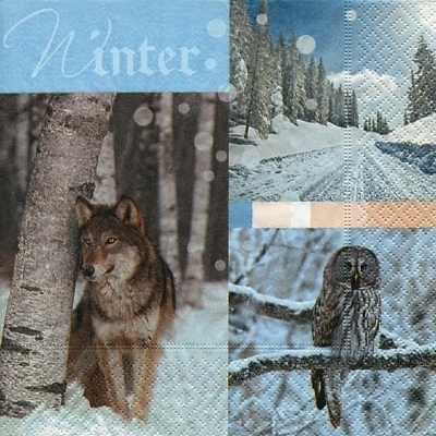 Winter has come Eule Wolf
